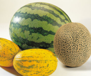 melons